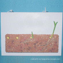Pflanze Getreide Samen Anatomie Modell für Biologie Lehre (R200106)